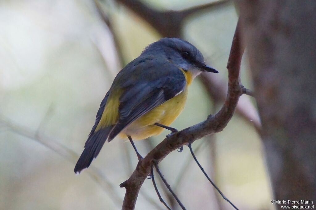 Eastern Yellow Robinadult