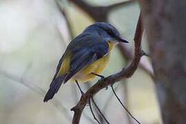 Eastern Yellow Robin