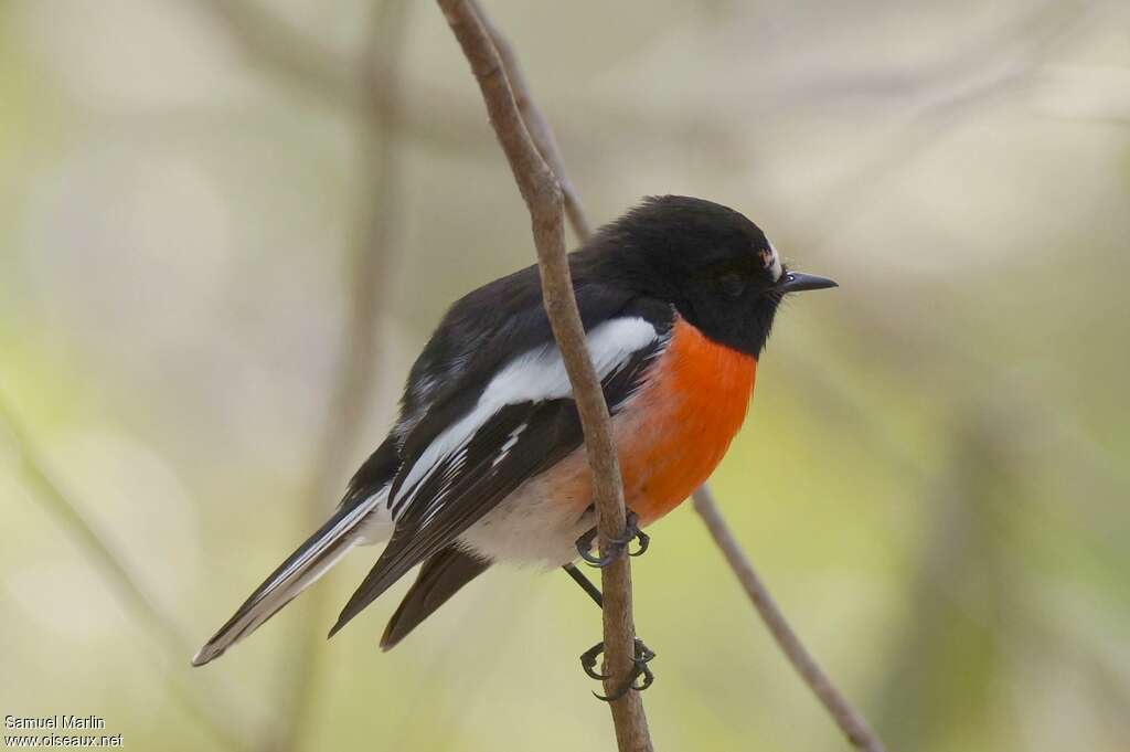 Scarlet Robinadult, identification