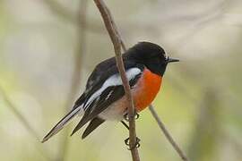 Scarlet Robin