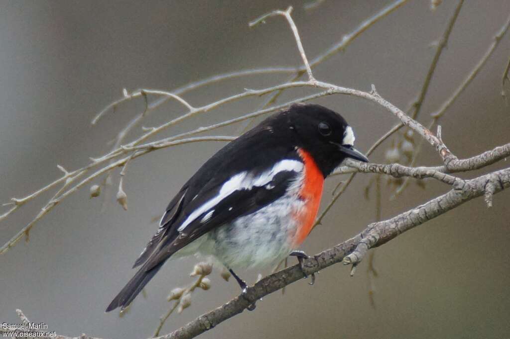 Scarlet Robinadult