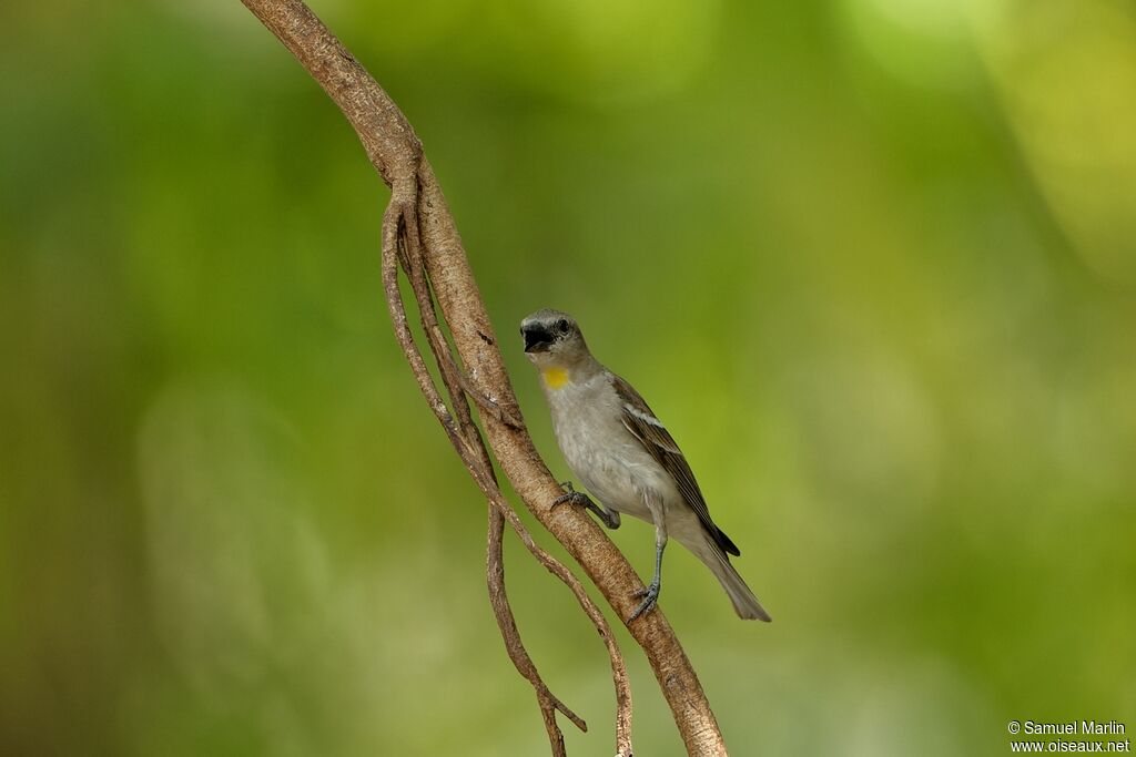 Moineau à gorge jauneadulte