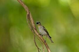 Yellow-throated Sparrow