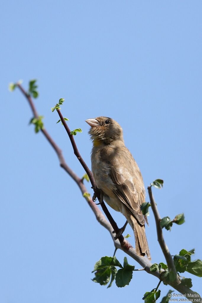 Moineau à point jauneadulte