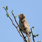 Moineau à point jaune