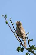 Yellow-spotted Bush Sparrow