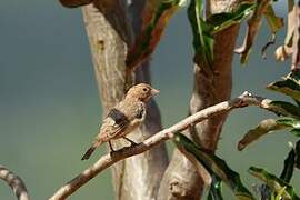 Yellow-spotted Bush Sparrow