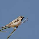 Moineau blanc
