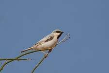 Moineau blanc