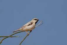 Moineau blanc
