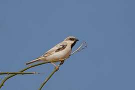 Moineau blanc