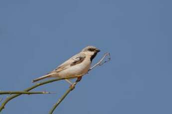 Moineau blanc