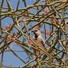 Moineau blanc