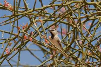 Moineau blanc