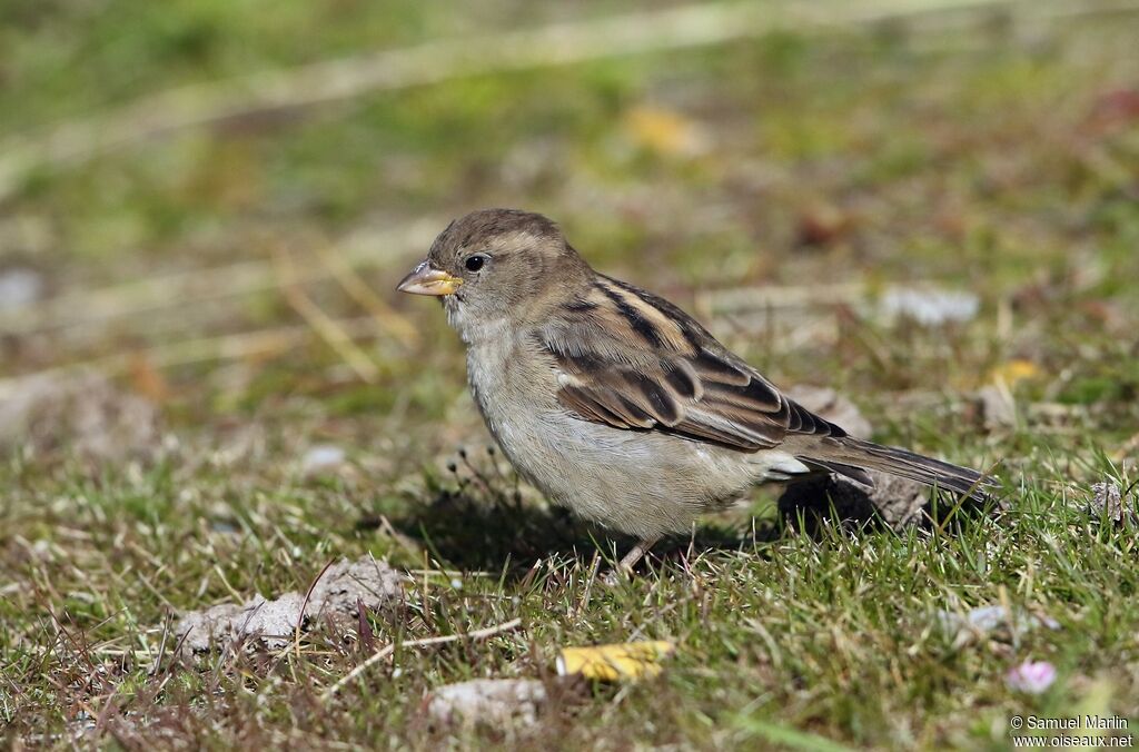 House Sparrow