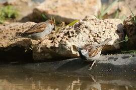 House Sparrow