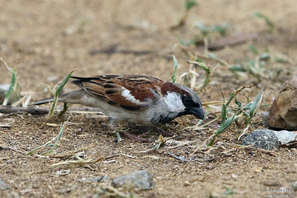 House Sparrow male adult