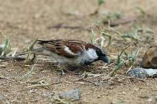 Moineau domestique