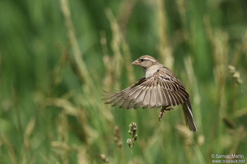 House Sparrow female adult, Flight