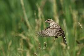 House Sparrow