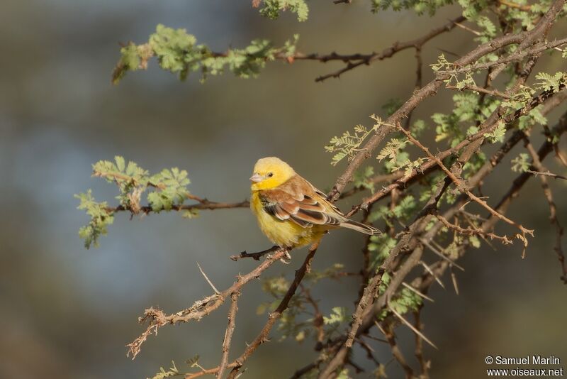 Sudan Golden Sparrowadult
