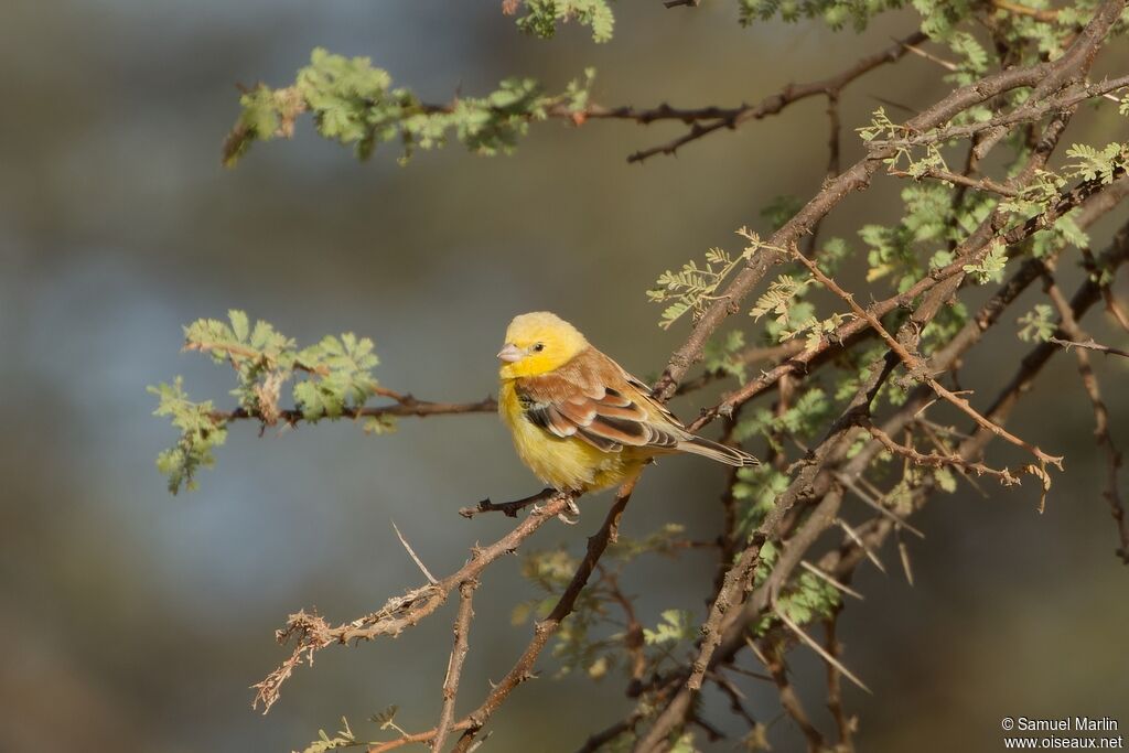 Moineau doréadulte