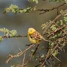 Moineau doré