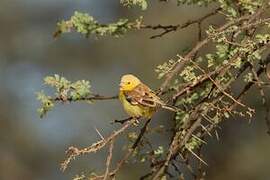 Sudan Golden Sparrow