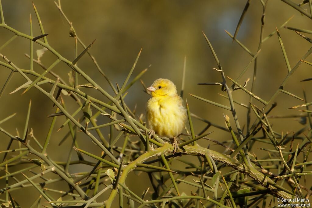 Moineau doréadulte