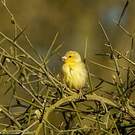 Moineau doré