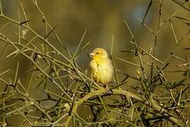 Sudan Golden Sparrow