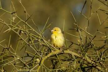 Moineau doré