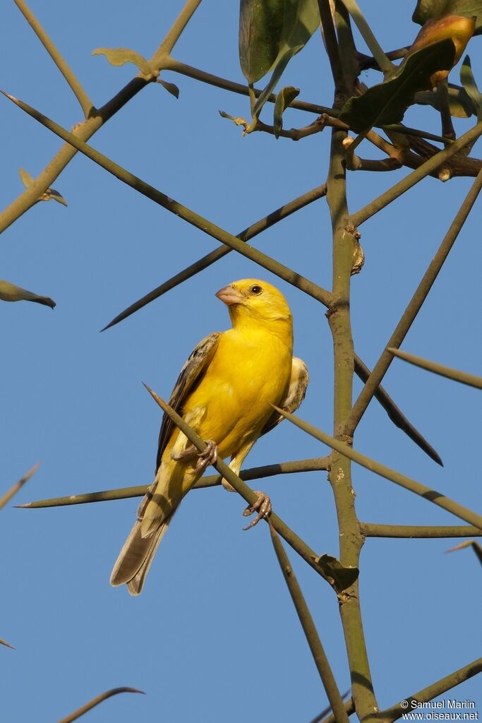 Sudan Golden Sparrowadult