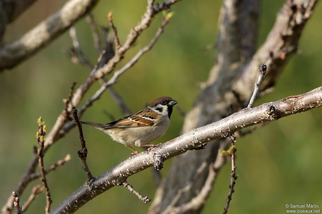 Eurasian Tree Sparrowadult