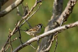 Eurasian Tree Sparrow