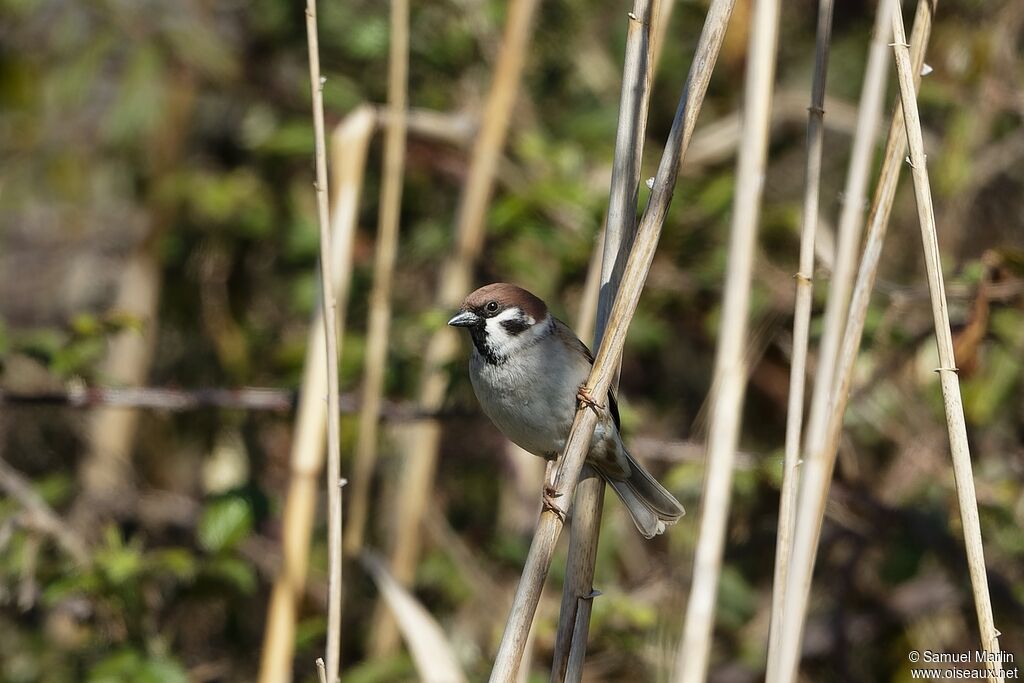 Moineau friquetadulte