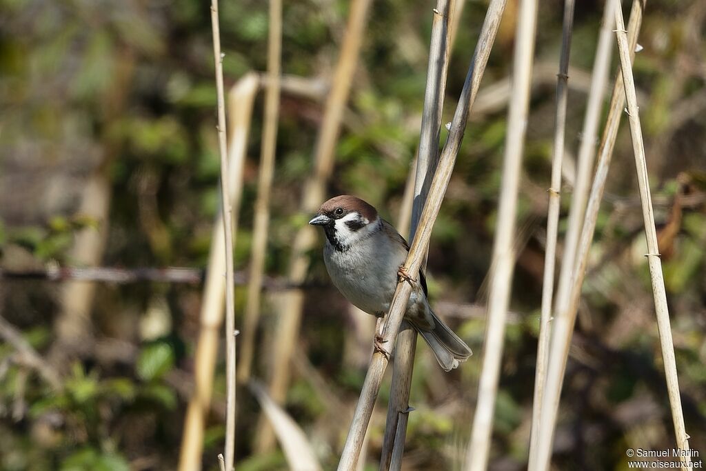 Moineau friquetadulte