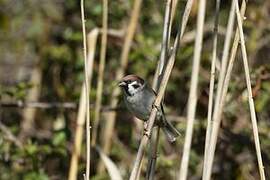 Eurasian Tree Sparrow