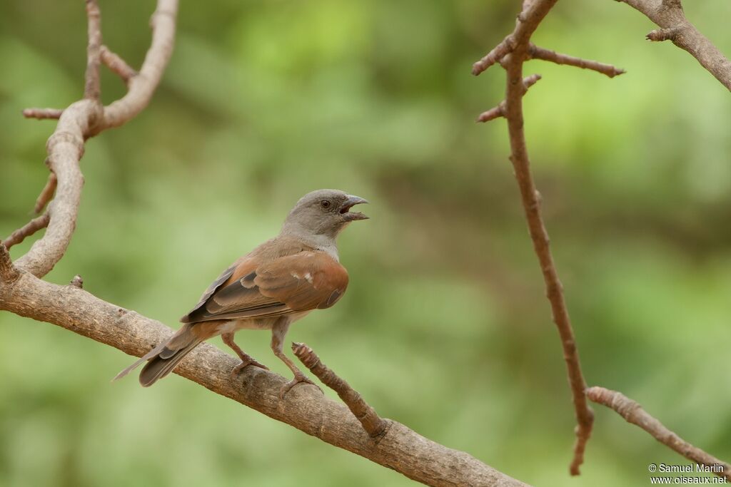 Moineau grisadulte