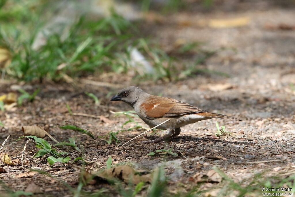 Northern Grey-headed Sparrow