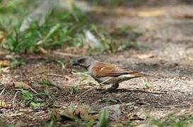 Northern Grey-headed Sparrow