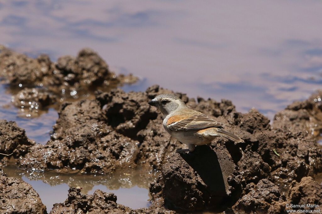 Cape Sparrow