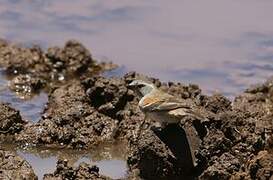 Cape Sparrow