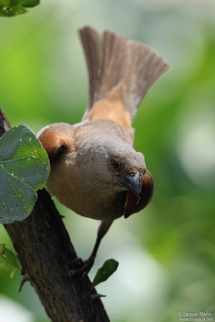 Moineau perroquetadulte