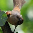 Moineau perroquet