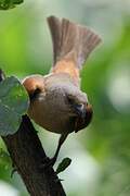 Parrot-billed Sparrow