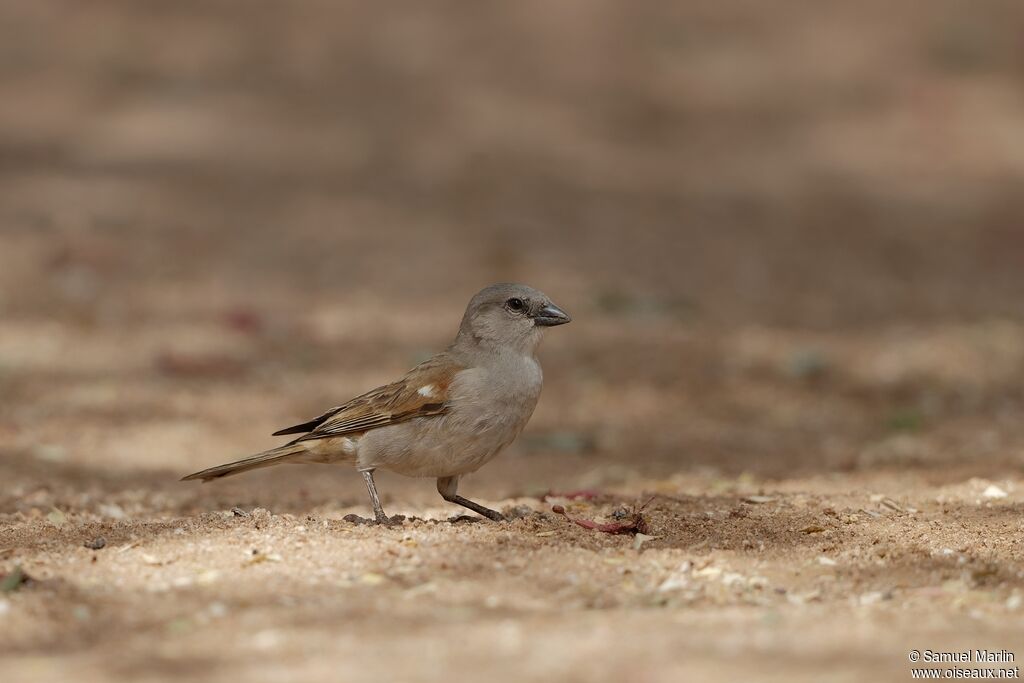 Southern Grey-headed Sparrowadult