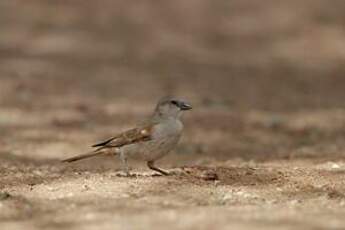 Moineau sud-africain