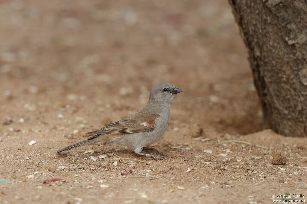 Moineau sud-africainadulte