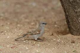 Moineau sud-africain